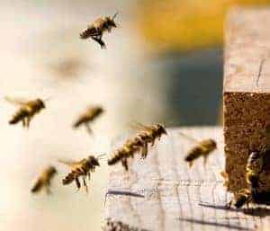 Beekeeping Myths for the New Beekeeper to Question