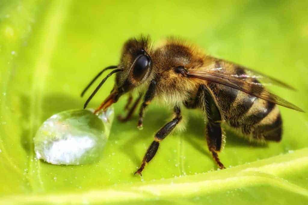 Macro image of a bee drinking a water drop from a green leaf