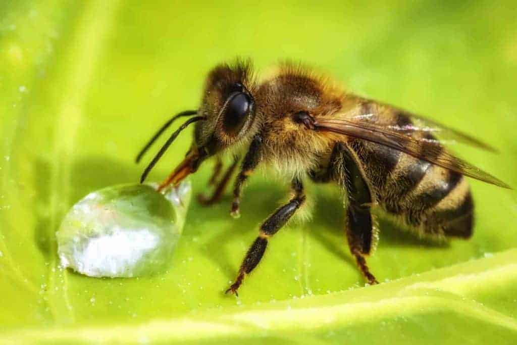 Bee drinking a water drop