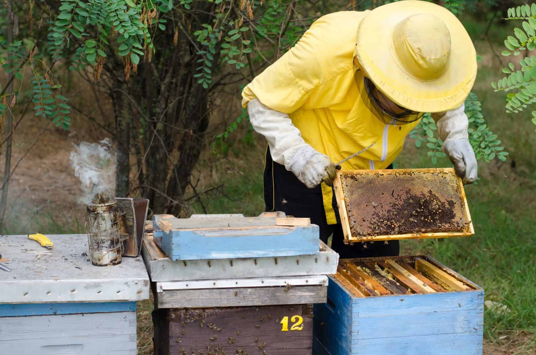 Hive inspection