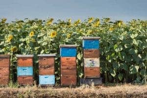 What is the most popular type of beehive?