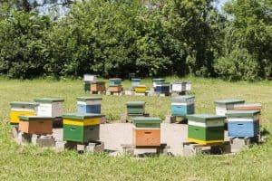 What makes a bee yard location ideal for honeybees?