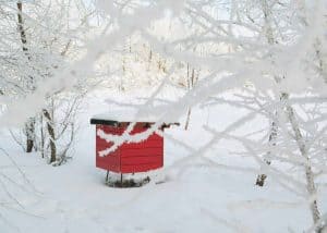 What are the biggest threats to honeybees in the winter?