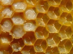 Honey Bee Genetics