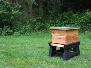 The First Few Days of a Hive