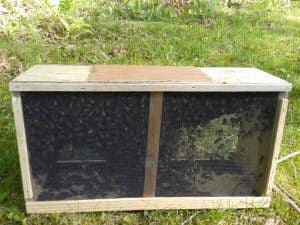 Obtaining and Installing a Package of Bees