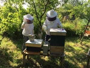 Questions from the Initial Beekeeping Experience