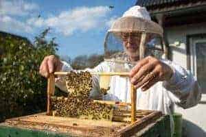 An Introduction to the Beehive Inspection