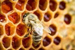 A closer look at how bees make honey