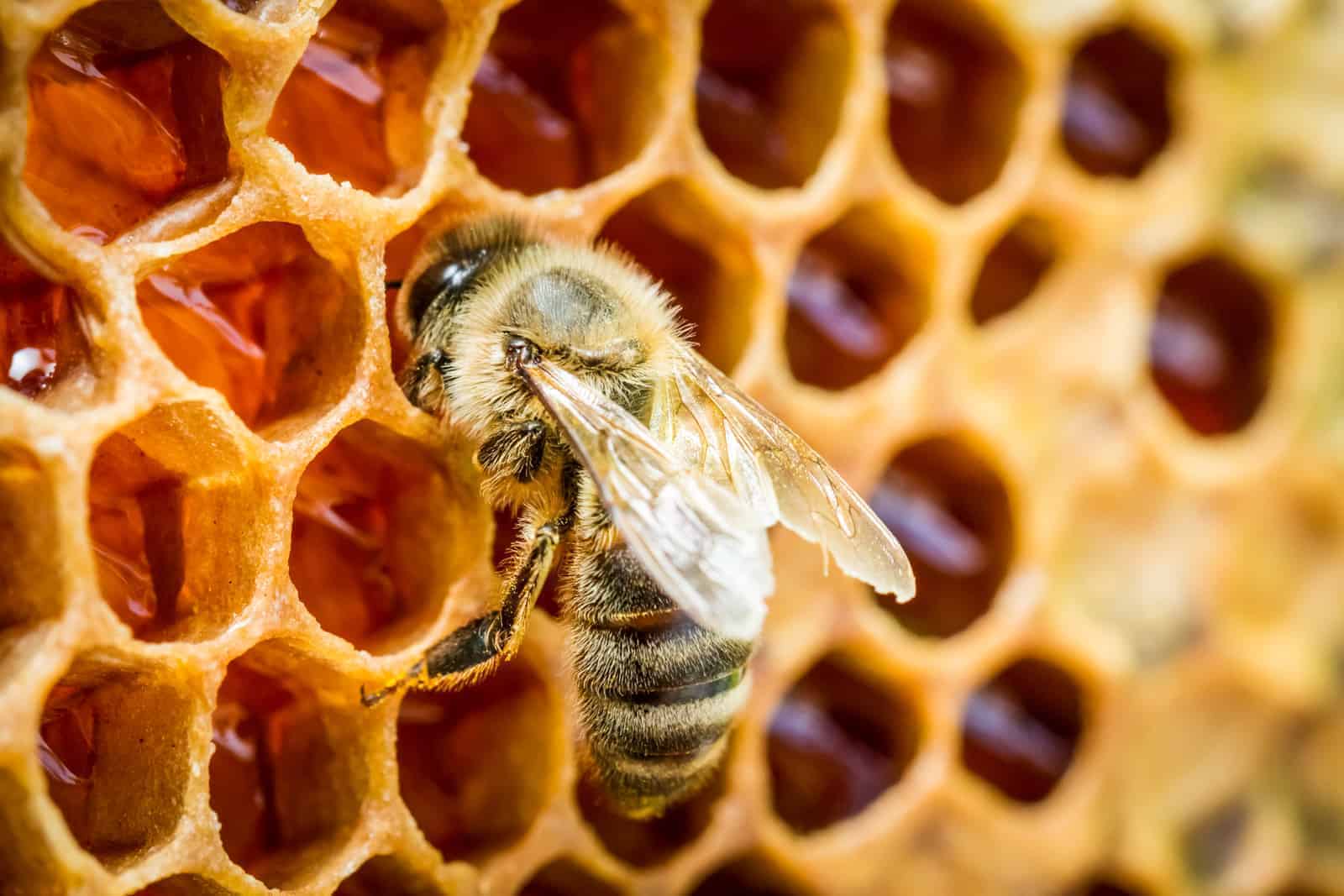 Bee on comb