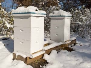 Do I Need a Second Beehive?