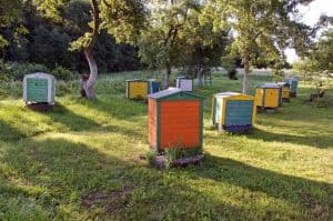 Bees in the Late Summer