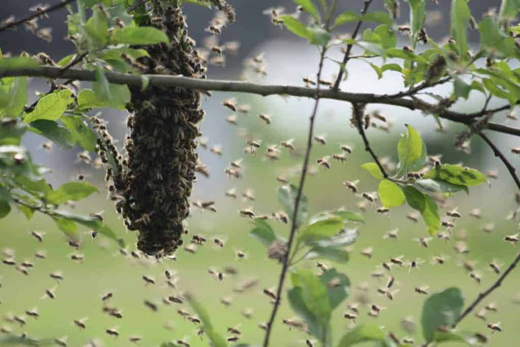 Bees swarming