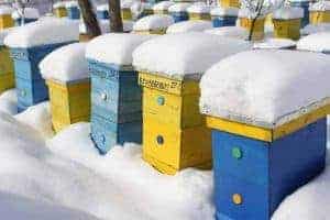 Can I check on my bees during cold weather?