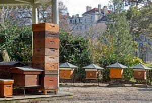 Beekeeping and the Neighbors