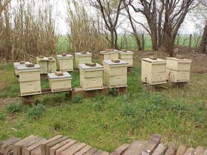 Natural Beekeeping: An Introduction