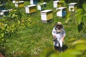 Can I mow around my beehives?