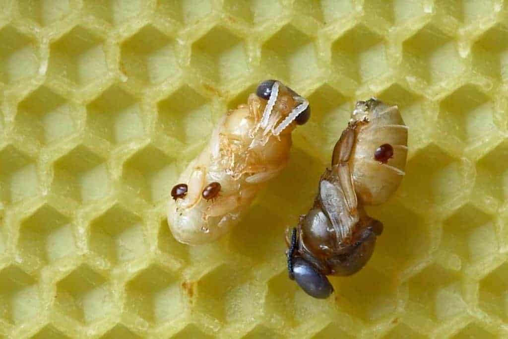 Varroa mites