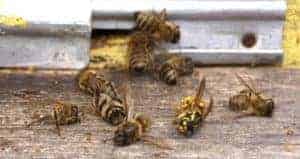 Identifying Poisoned Bees