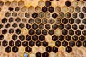 A Fall Checklist for Beekeepers – Winter is Coming!