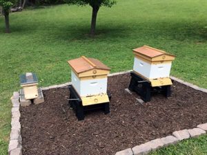 Critical Decisions for Bee Yard Setup