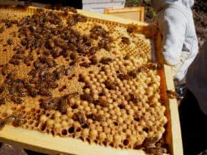 How drone bees benefit the colony