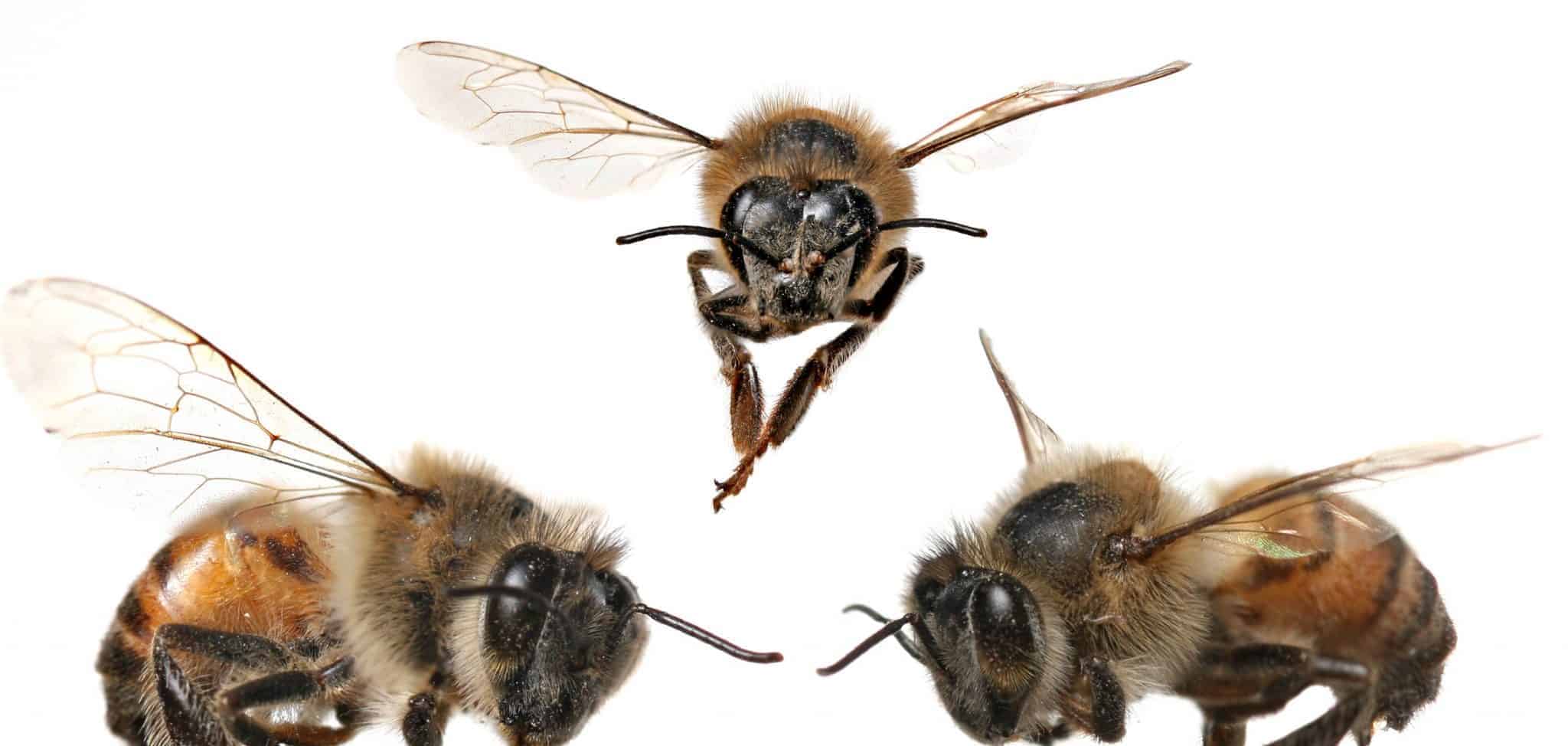 3 Bees