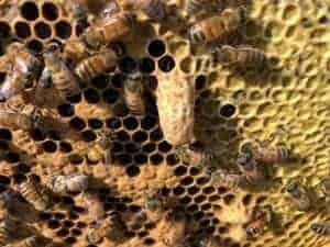 A Buckfast Experiment Goes Bust – Aggressive Bees and Honey Supers