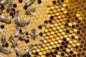 The Honeybee Lifecycle