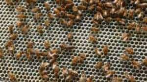 Monitoring Varroa Mite Levels