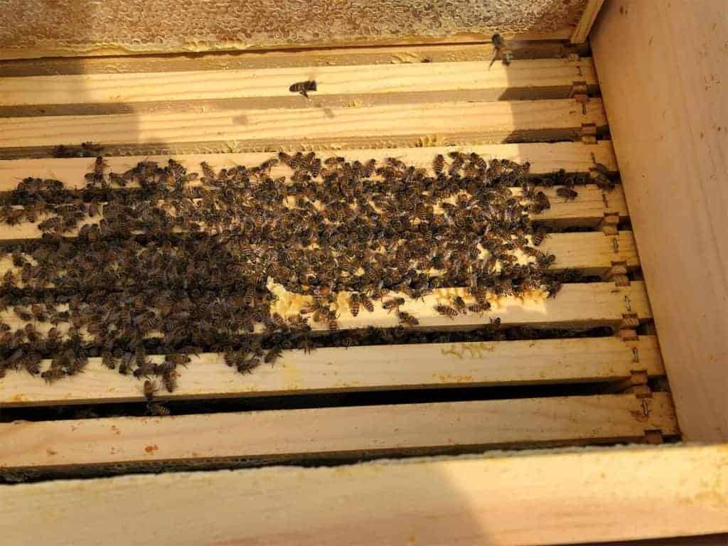 Bees in Hive