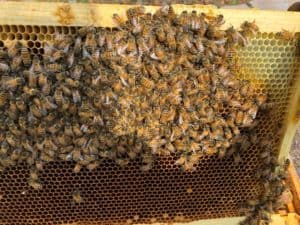 Why is condensation in a beehive dangerous?