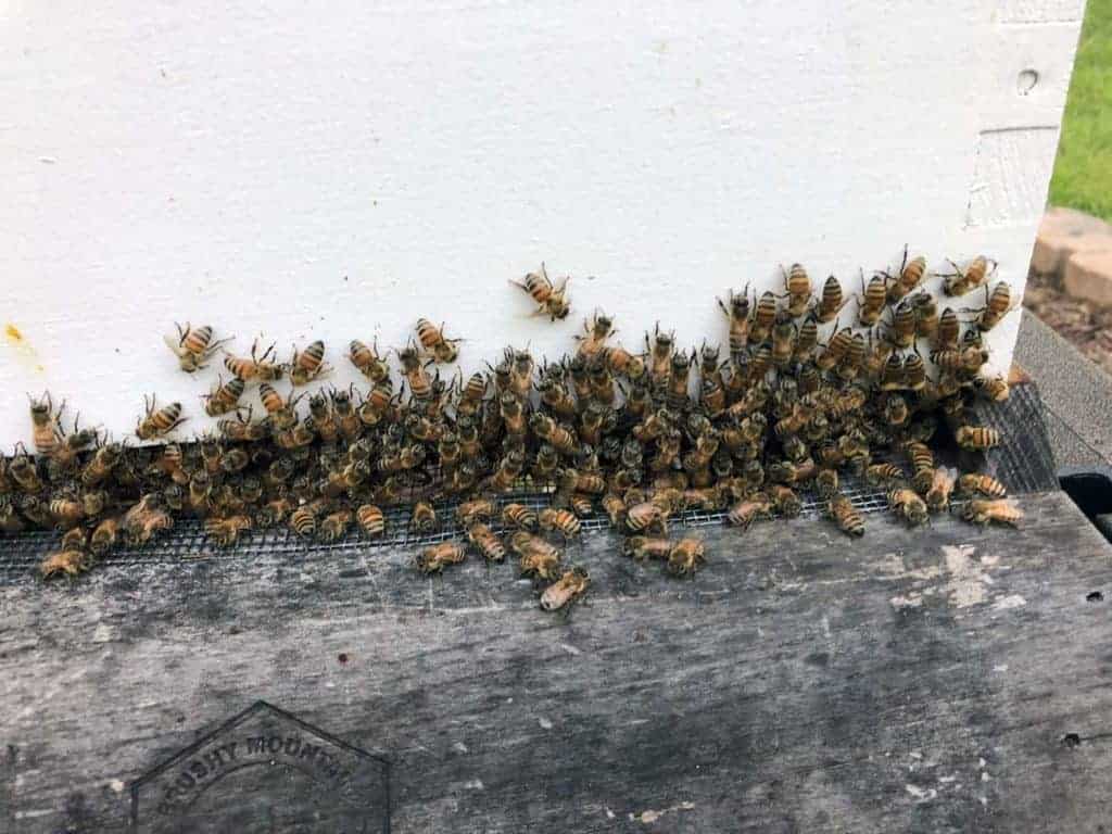 Hive Florence’s Population