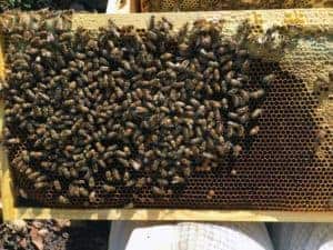 The Beekeeping Season Lengthens