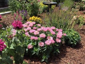 Gardening for Beekeepers: Flowers that Honeybees Love