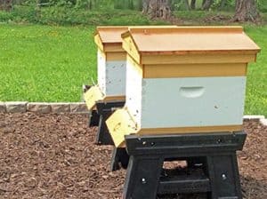 What is the best time of year to start beekeeping?