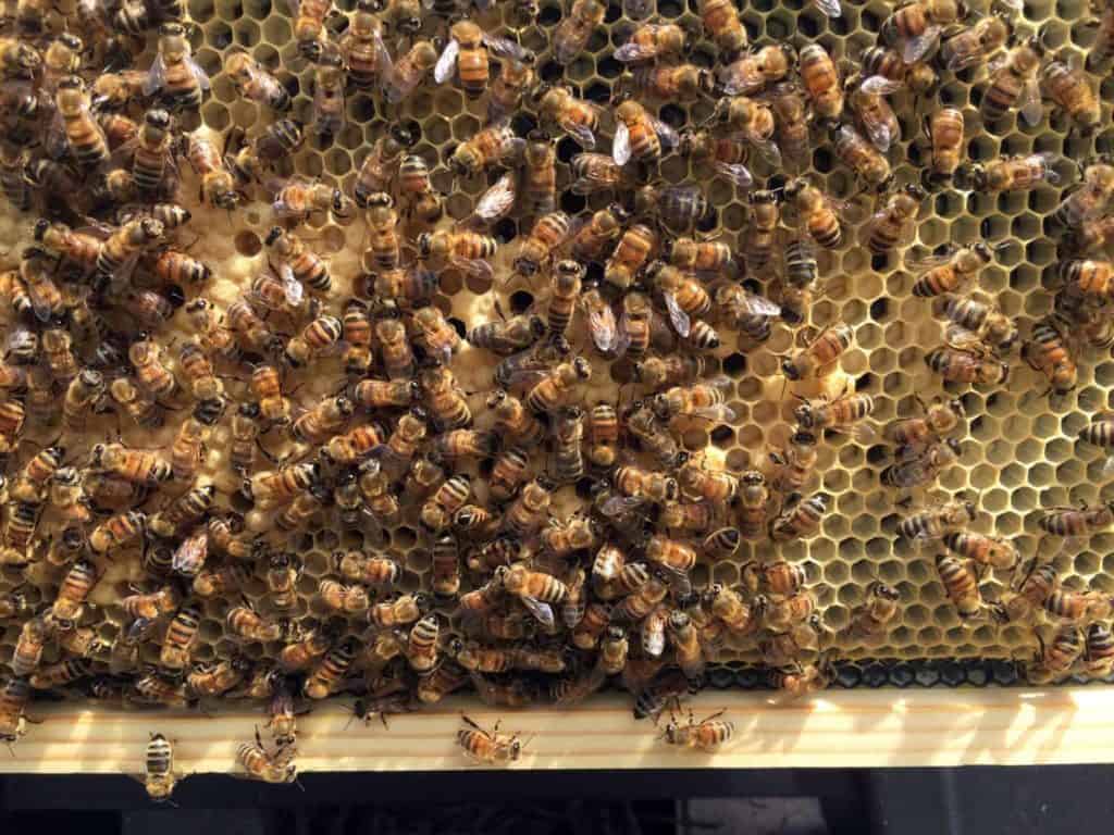 Brood Close-up on Newly Drawn Comb