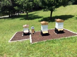 Surprises in the Bee Yard:  Two Weeks Is an Age in Beekeeping