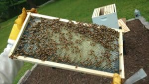 Setting Up a Langstroth Hive