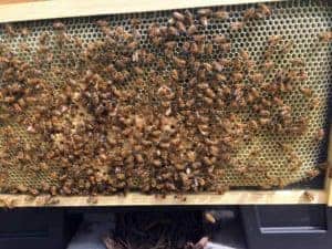 Choosing a Treatment For Varroa Mites