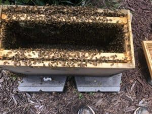 The Nuc Box Full of Bees