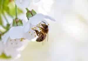 Why and How Bees Forage