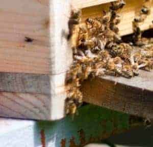 Are dead bees at a beehive’s entrance normal?