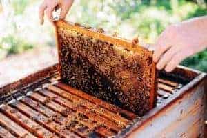 Considering the Joys of Beekeeping