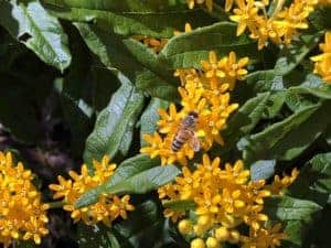 A Honeybee Collecting Nectar