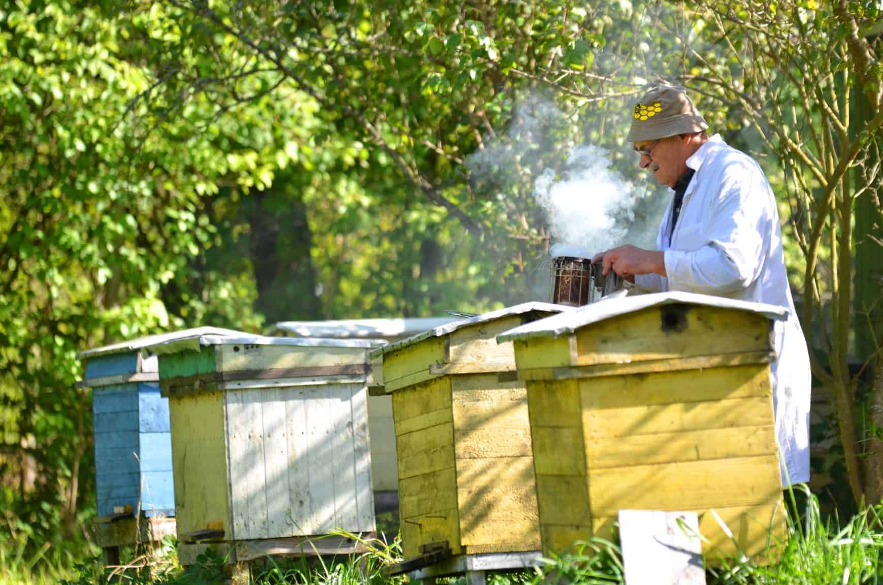 Man using bee smoker