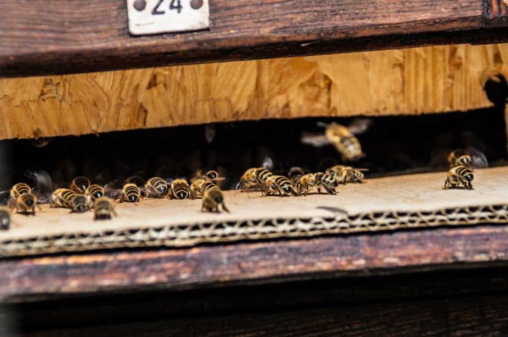 Bees at entrance to hive