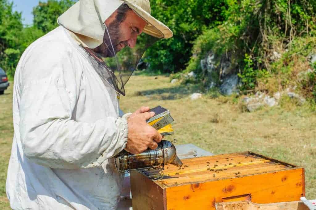 Beekeeper inspecting hive