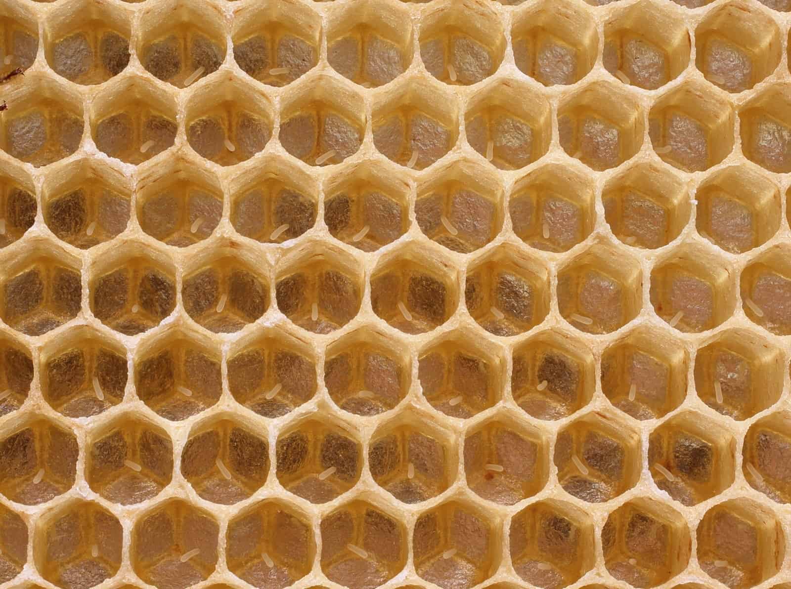 Eggs in honeycomb