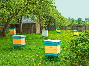 Where should I place my beehives?